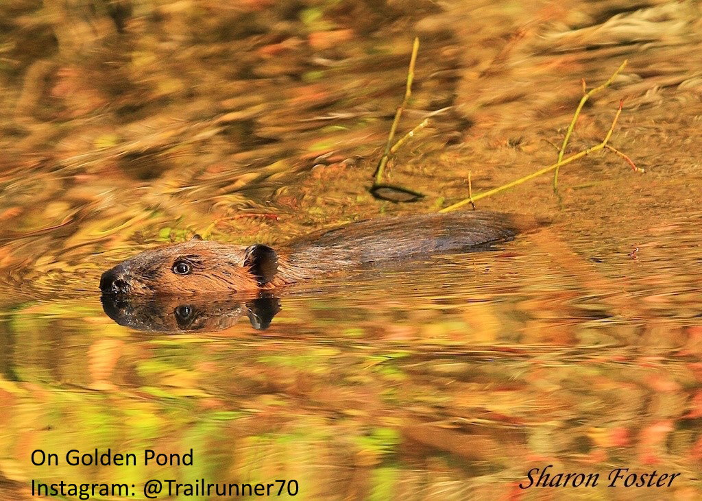 On%20Golden%20Pond%20by%20Sharon%20Foster
